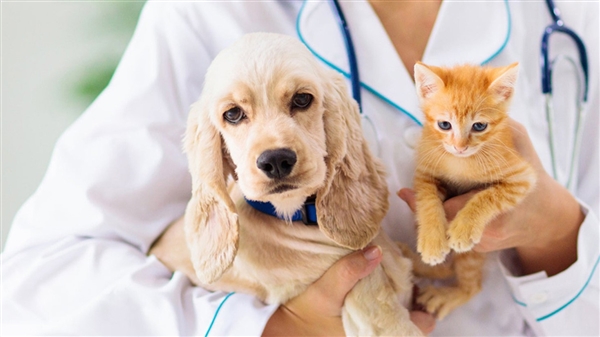 Κτηνίατρος