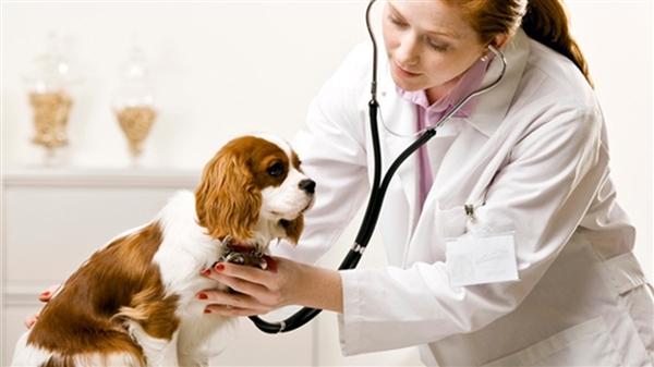 Κτηνίατρος